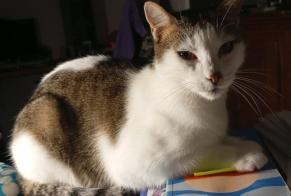 Alerte Disparition Chat Mâle , 8 ans Villaz Suisse
