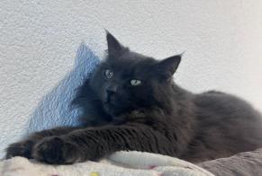 Alerte Disparition Chat Mâle , 7 ans Sion Suisse