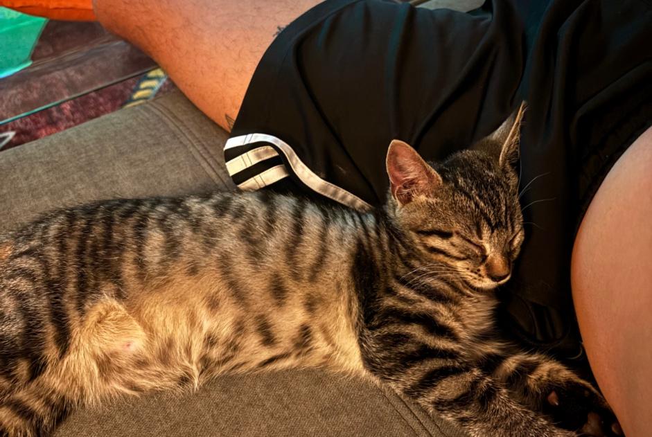 Chat Disparu à Corseaux (Vaud, Suisse) - alerte disparition Pet Alert n° 369268