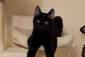Alerte Disparition Chat  Mâle , 2 ans Chavannes-de-Bogis Suisse
