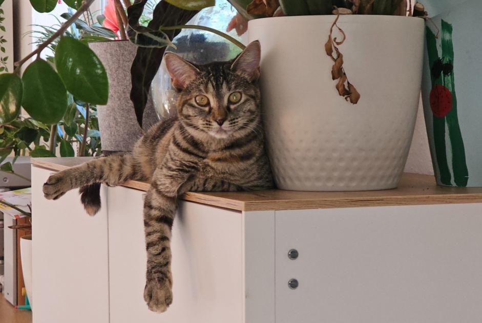 Chat Disparu à Saint-Barthélemy (Vaud, Suisse) - alerte disparition Pet Alert n° 369361