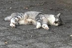 Alerte Disparition Chat Femelle , 2 ans Bulle Suisse