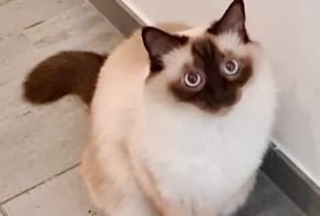 Alerte Disparition Chat croisement Femelle , 43 ans Zug Suisse