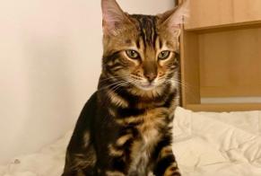Alerte Disparition Chat  Femelle , 2 ans Bienne Suisse