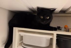 Alerte Disparition Chat  Mâle , 1 ans Villars-sur-Glâne Suisse