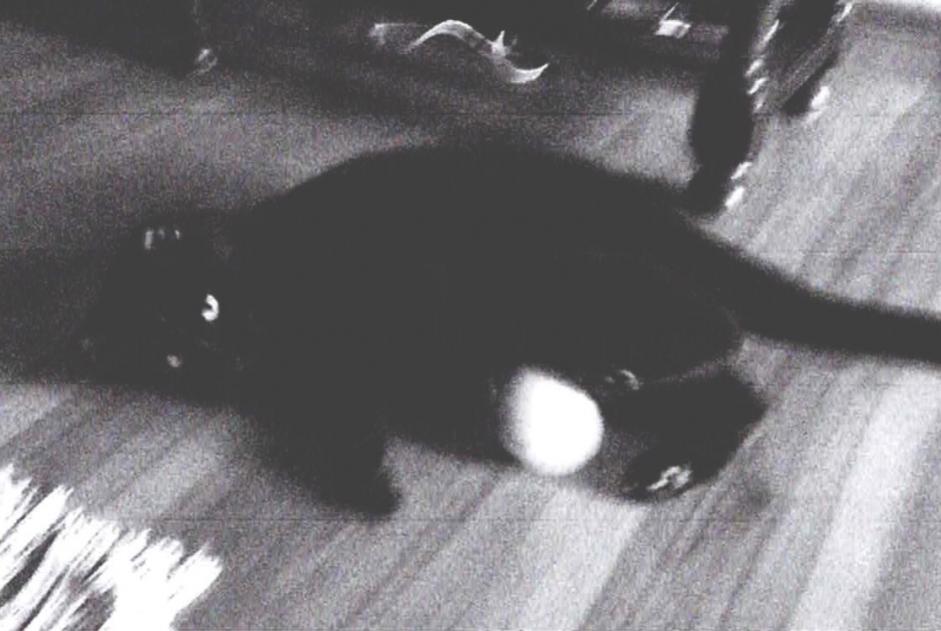 Chat Disparu à Yverdon-les-Bains (Vaud, Suisse) - alerte disparition Pet Alert n° 371804