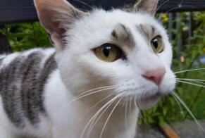Alerte Disparition Chat Femelle , 7 ans La Roche Suisse