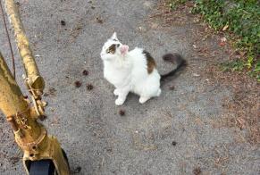 Alerte Découverte Chat Inconnu Prilly Suisse