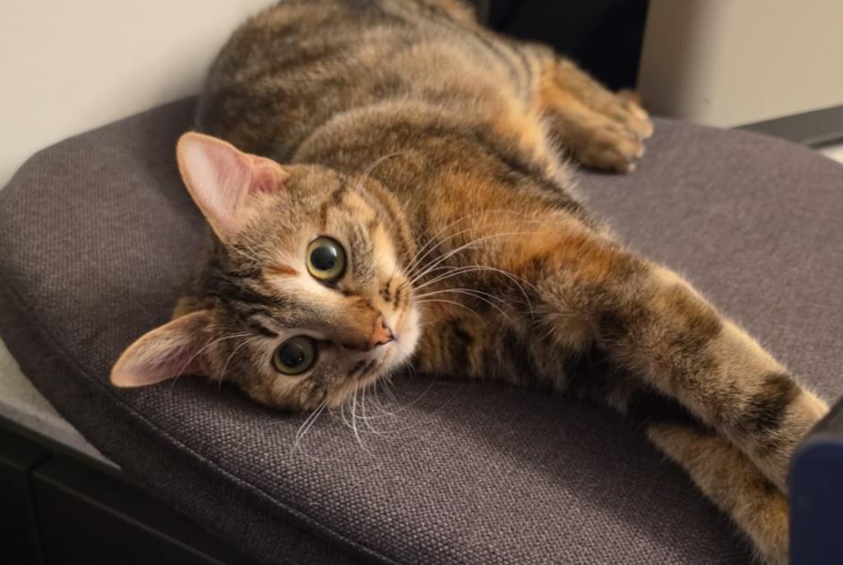 Chat Disparu à Allaman (Vaud, Suisse) - alerte disparition Pet Alert n° 373840