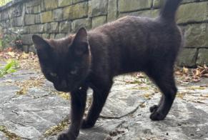 Alerte Découverte Chat Femelle Fribourg Suisse