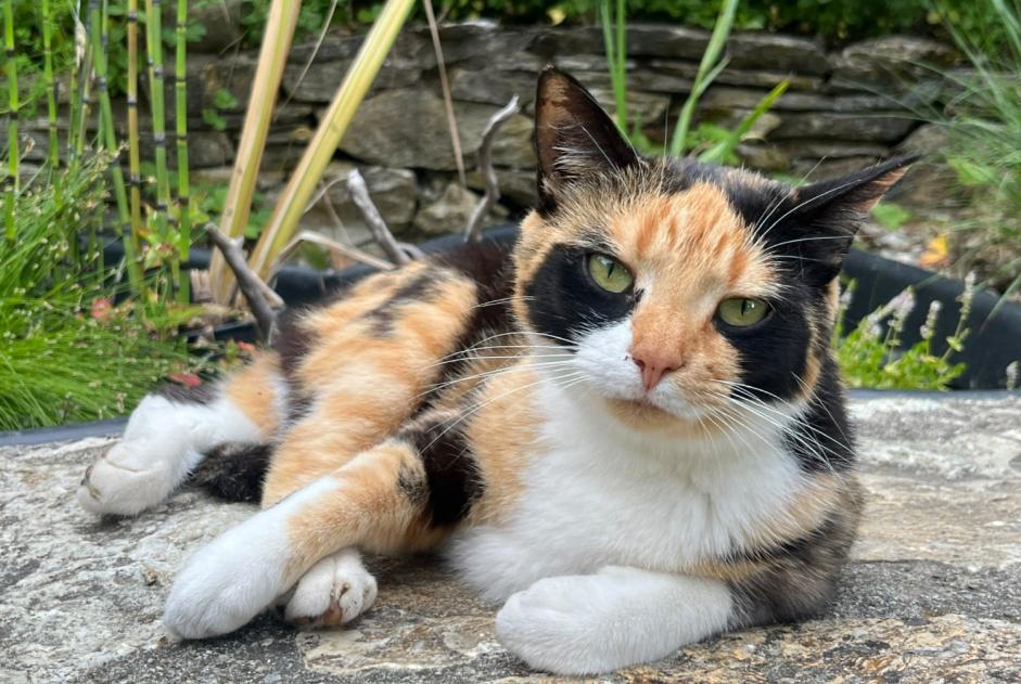 Chat Disparu à Blonay - Saint-Légier (Vaud, Suisse) - alerte disparition Pet Alert n° 374338