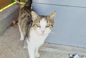 Alerte Découverte Chat Mâle , 1 année Romont Suisse