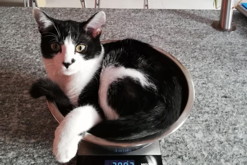 Chat Disparu à Blonay - Saint-Légier (Vaud, Suisse) - alerte disparition Pet Alert n° 375181