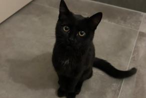 Alerte Découverte Chat Femelle Belmont-Broye Suisse