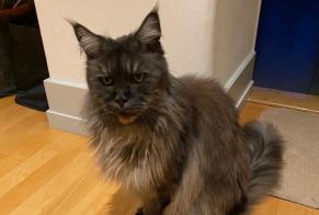 Avviso scomparsa Gatto  Femmina , 15 anni Genève Svizzera