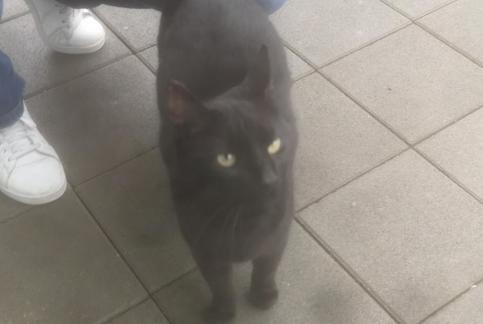 Avviso Ritrovamento Gatto Femmina Morges Svizzera