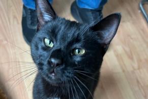 Avviso Ritrovamento Gatto incrocio di razze Non conosciuta Monthey Svizzera