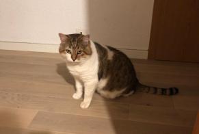 Avviso scomparsa Gatto incrocio di razze Maschio , 9 anni Delémont Svizzera