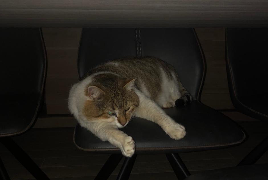 Avviso scomparsa Gatto incrocio di razze Maschio , 9 anni Delémont Svizzera