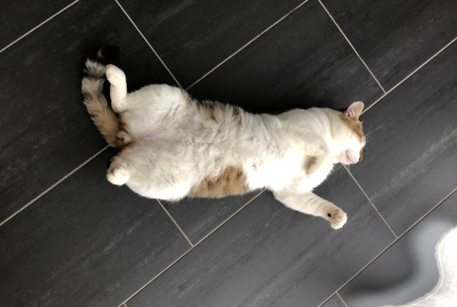 Avviso scomparsa Gatto incrocio di razze Maschio , 9 anni Delémont Svizzera