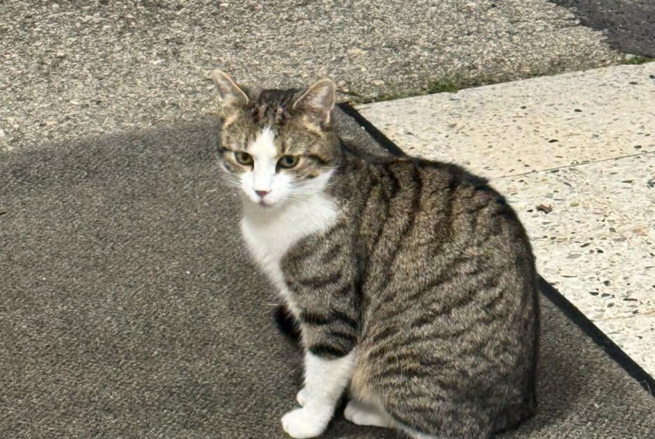 Avviso scomparsa Gatto Maschio , 1 anni Neuchâtel Svizzera