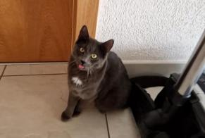 Avviso scomparsa Gatto Femmina , 1 anni Sion Svizzera