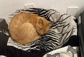 Avviso scomparsa Gatto Maschio , 12 anni Nendaz Svizzera