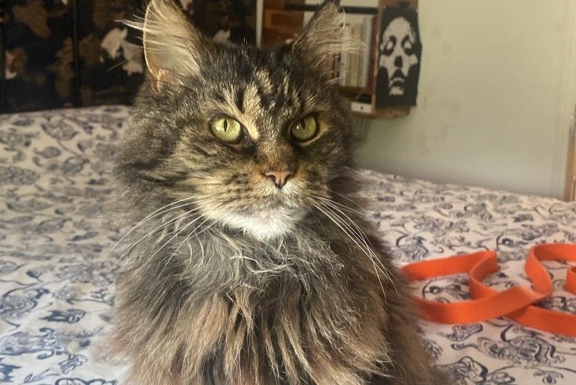 Avviso scomparsa Gatto  Femmina , 9 anni Meyrin Svizzera