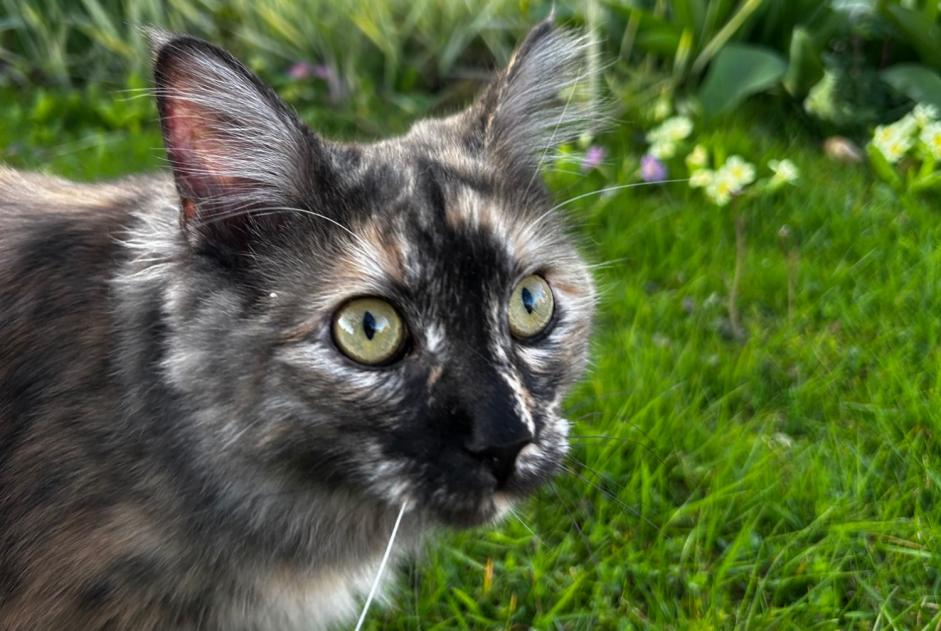 Avviso scomparsa Gatto incrocio di razze Femmina , 1 anni Cheseaux-sur-Lausanne Svizzera