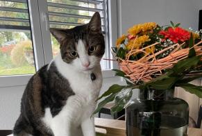 Avviso scomparsa Gatto Maschio , 6 anni Monthey Svizzera