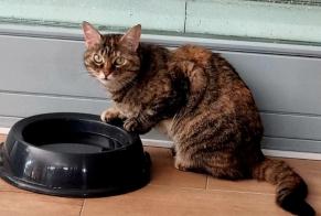 Avviso scomparsa Gatto Femmina , 8 anni Collonges Svizzera
