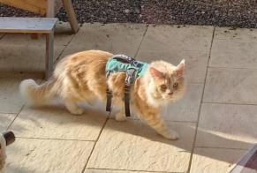 Avviso Ritrovamento Gatto Non conosciuta Neuchâtel Svizzera