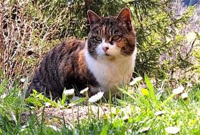 Avviso Ritrovamento Gatto Non conosciuta , 4 anni Leytron Svizzera