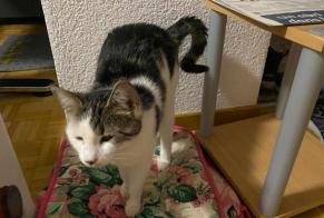 Avviso scomparsa Gatto Femmina , 1 anni Courtelary Svizzera