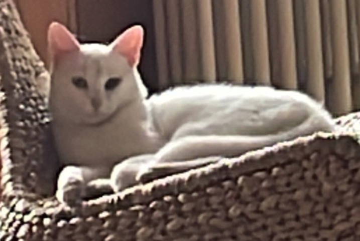 Avviso scomparsa Gatto Maschio , 2 anni Vuadens Svizzera