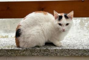 Avviso Ritrovamento Gatto Femmina Collombey-Muraz Svizzera