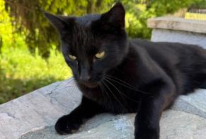 Avviso Ritrovamento Gatto Non conosciuta Vétroz Svizzera