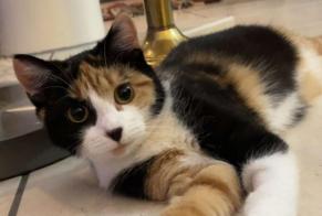 Avviso scomparsa Gatto Femmina , 2 anni Sierre Svizzera