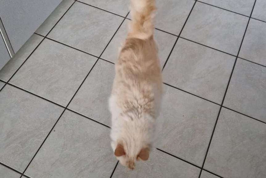 Avviso scomparsa Gatto incrocio di razze Maschio , 8 anni Cortaillod Svizzera