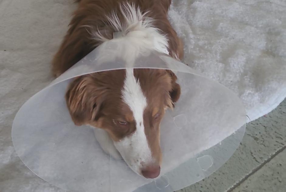 Avviso scomparsa Cane  Maschio , 3 anni Sion Svizzera
