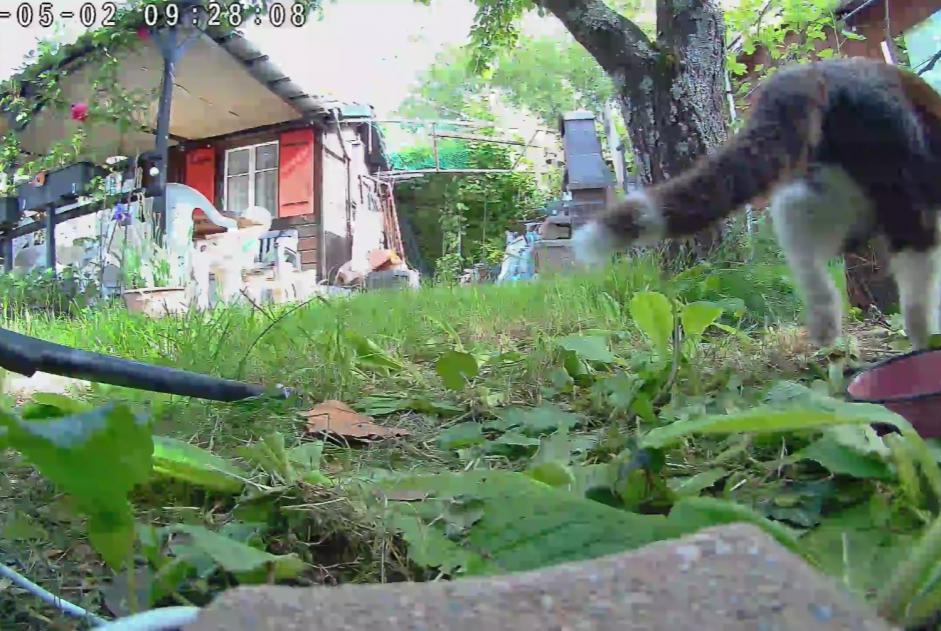Avviso Ritrovamento Gatto Femmina Vernier Svizzera