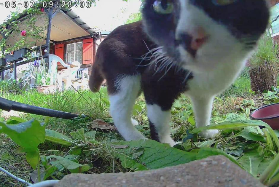 Avviso Ritrovamento Gatto Femmina Vernier Svizzera