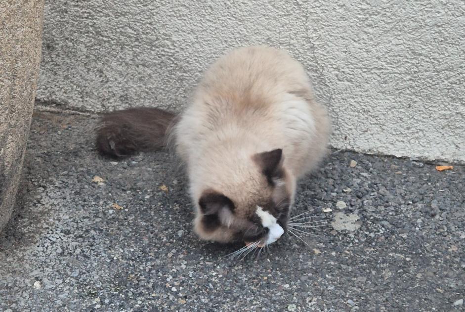 Avviso Ritrovamento Gatto  Non conosciuta Collonge-Bellerive Svizzera