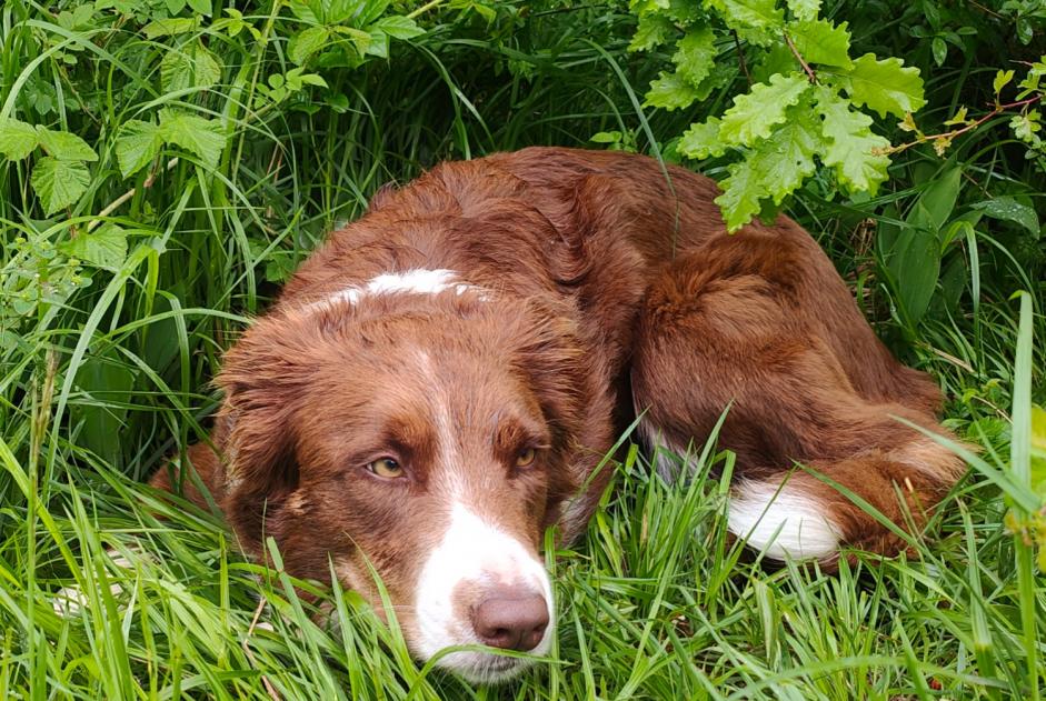 Avviso Ritrovamento Cane  Non conosciuta Saint-Maurice Svizzera