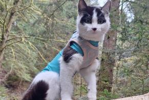 Avviso scomparsa Gatto incrocio di razze Femmina , 1 anni Grimisuat Svizzera