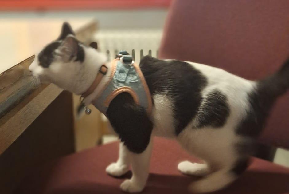 Avviso scomparsa Gatto incrocio di razze Femmina , 1 anni Grimisuat Svizzera