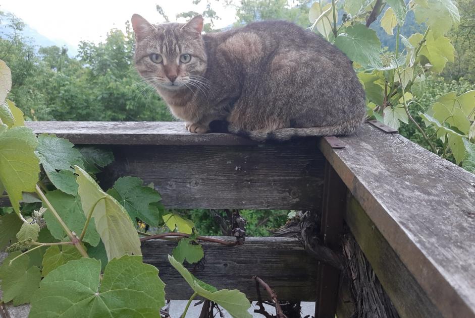 Avviso Ritrovamento Gatto Femmina Martigny-Combe Svizzera
