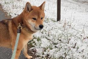 Avviso scomparsa Cane  Maschio , 3 anni Martigny Svizzera