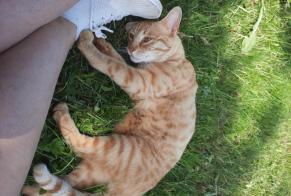Avviso scomparsa Gatto incrocio di razze Maschio , 3 anni Lucens Svizzera