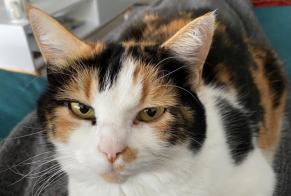 Avviso scomparsa Gatto  Femmina , 11 anni Courroux Svizzera
